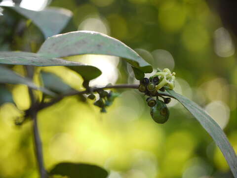 Image of Canthium angustifolium Roxb.