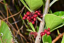 Image of <i>Searsia <i>scytophylla</i></i> var. scytophylla