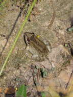 Image of Leptodactylus podicipinus (Cope 1862)