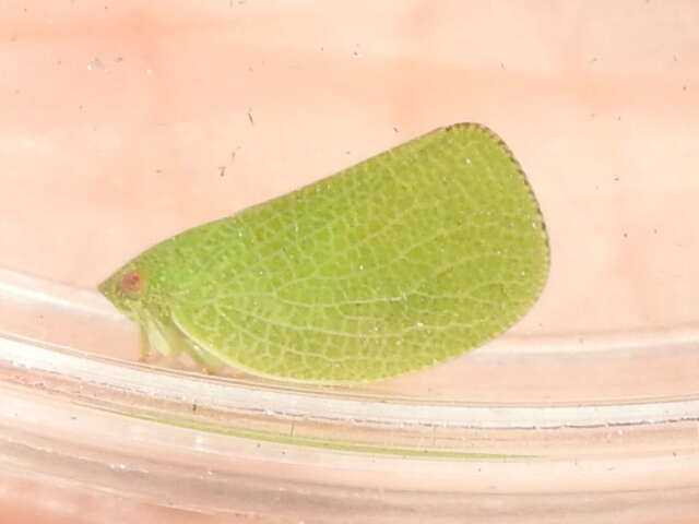 Image of Green Coneheaded Planthopper