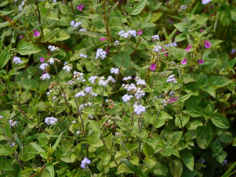 Imagem de Ageratum houstonianum Mill.