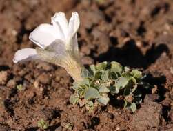 Sivun Oxalis fibrosa F. Bolus kuva