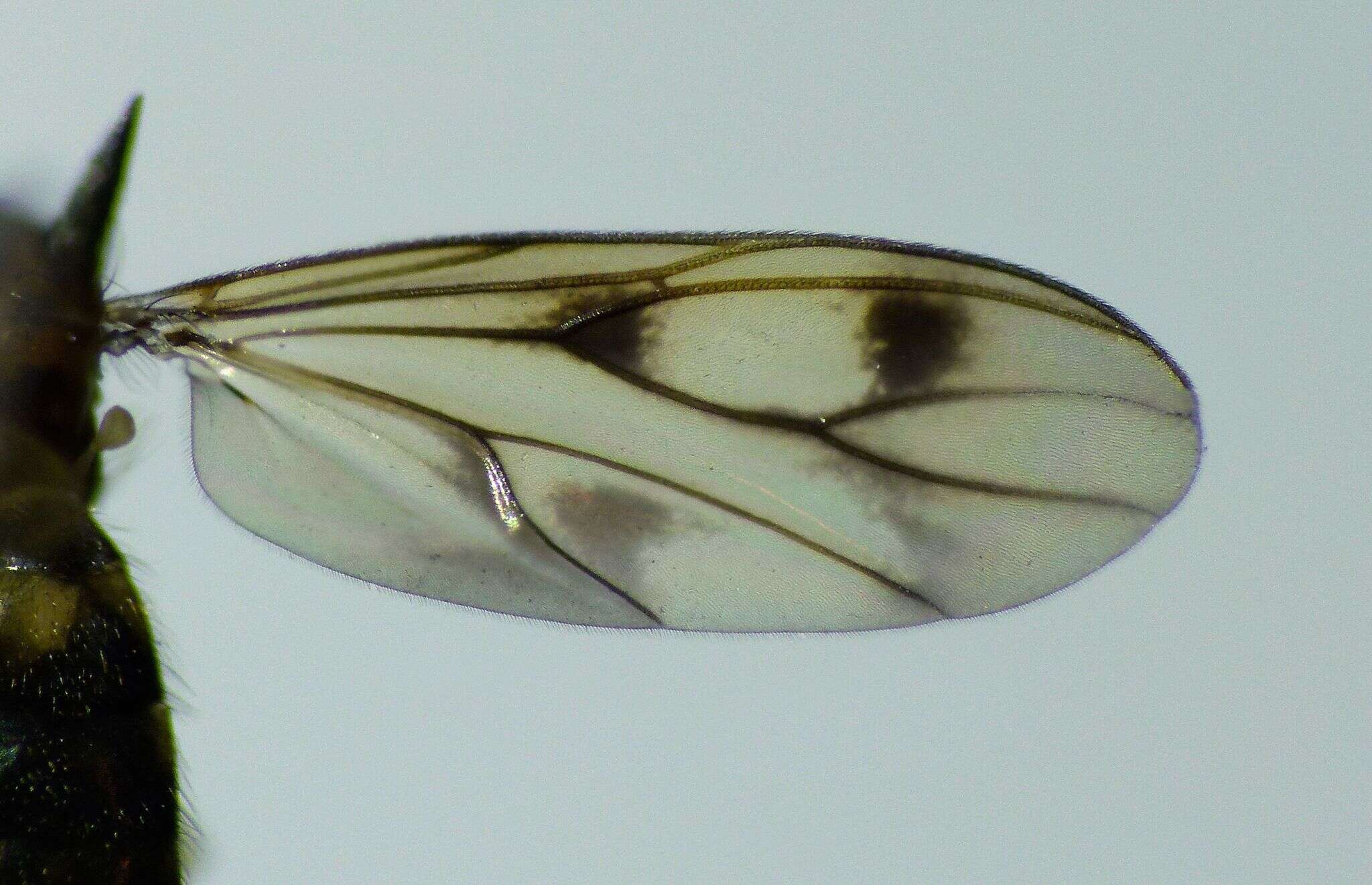 Image of Anomalomyia guttata (Hutton 1881)