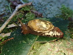 Image of Cucullarion albimaculosus Stanisic 2010