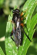 Image of Chalcosyrphus curvaria (Curran 1941)