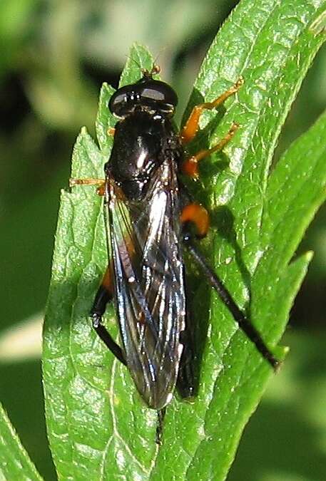 Image of Chalcosyrphus curvaria (Curran 1941)