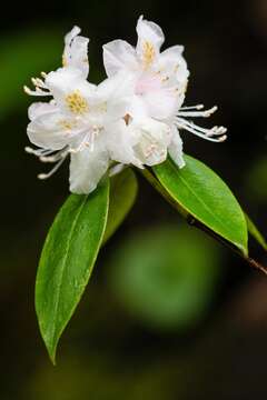 صورة Rhododendron carolinianum Rehder