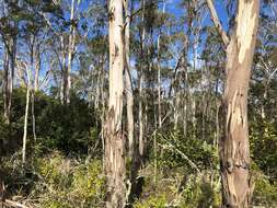 Eucalyptus melliodora A. Cunn. ex Schauer resmi