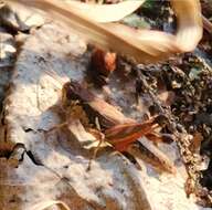 Image of Melanoplus islandicus Blatchley 1898