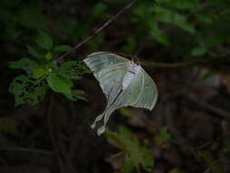 Image of Indian Luna Moth