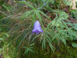 Image of Scheuchzer's Bellflower