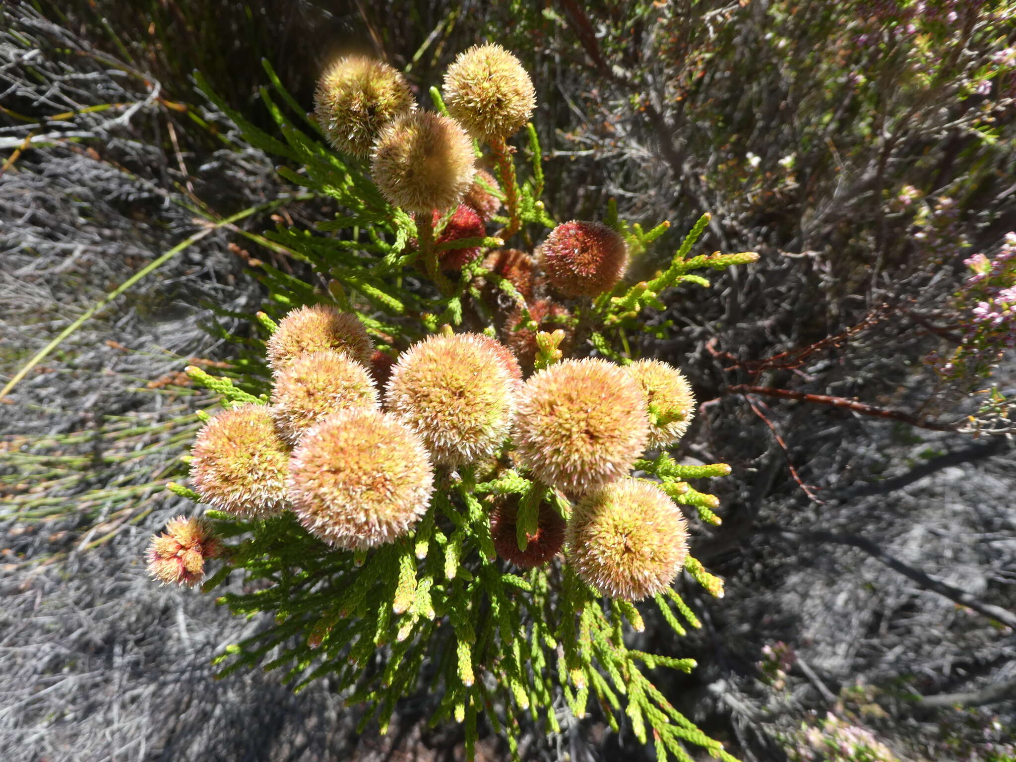 Sivun Brunia fragarioides Willd. kuva