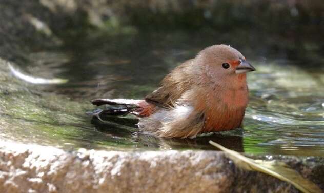 Image of African Firefinch
