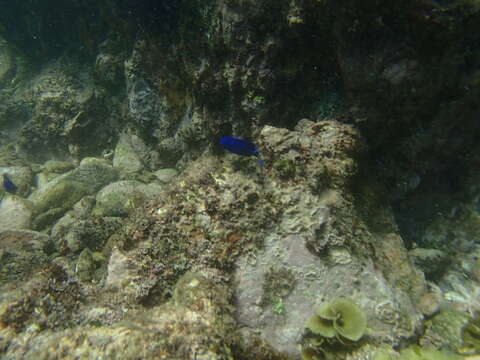 Image of Giant damselfish