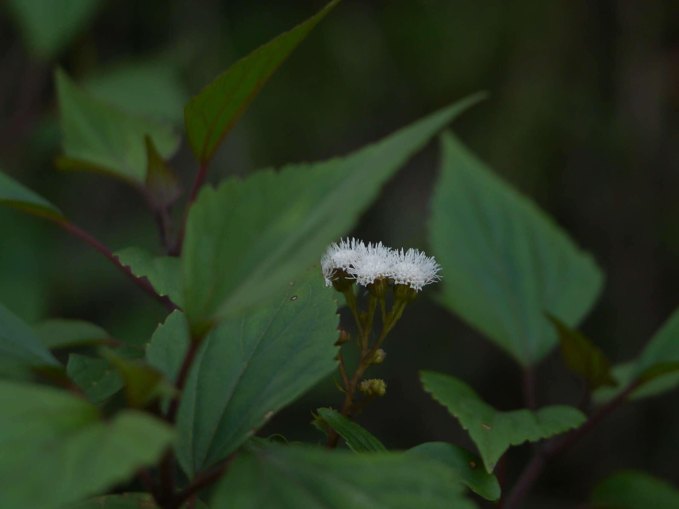 صورة Ageratina adenophora (Spreng.) R. King & H. Rob.