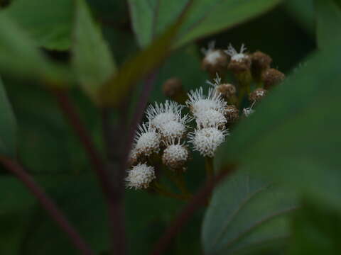 Image of sticky snakeroot