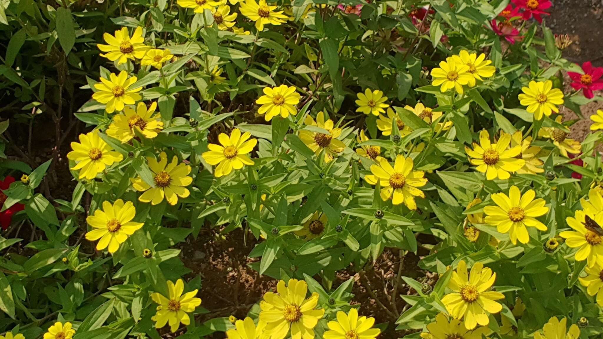 Image of ELEGANT ZINNIA