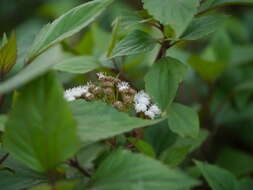 Image of sticky snakeroot