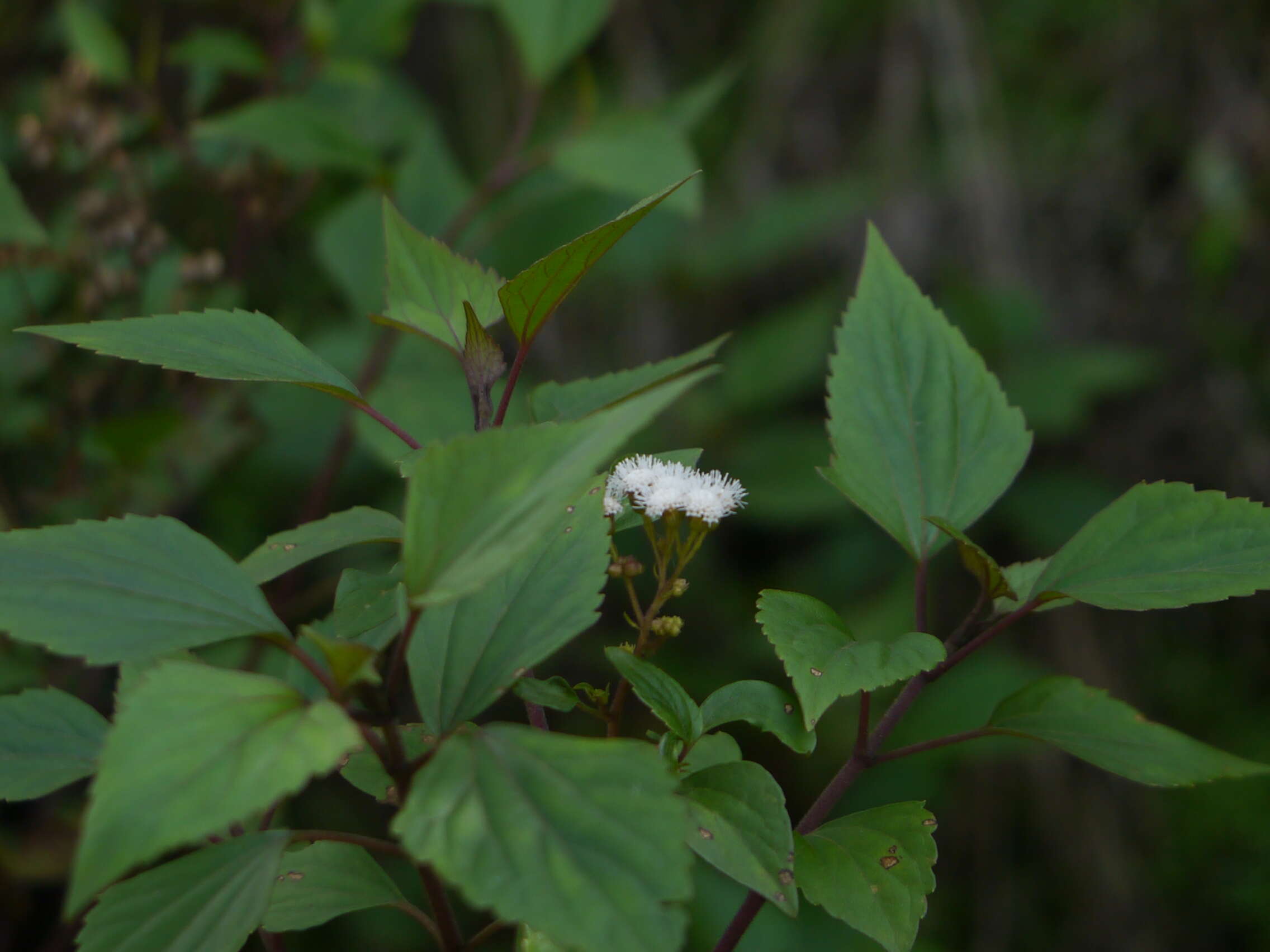 Image of sticky snakeroot