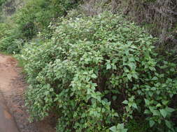 صورة Ageratina adenophora (Spreng.) R. King & H. Rob.