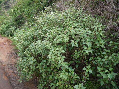 صورة Ageratina adenophora (Spreng.) R. King & H. Rob.