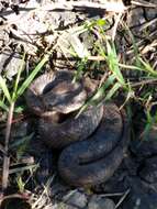 Image of Largenose Earth Snake