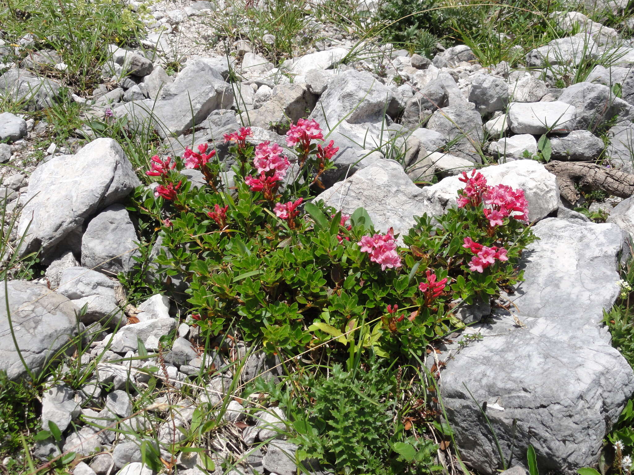 Image of Hairy Alpenrose