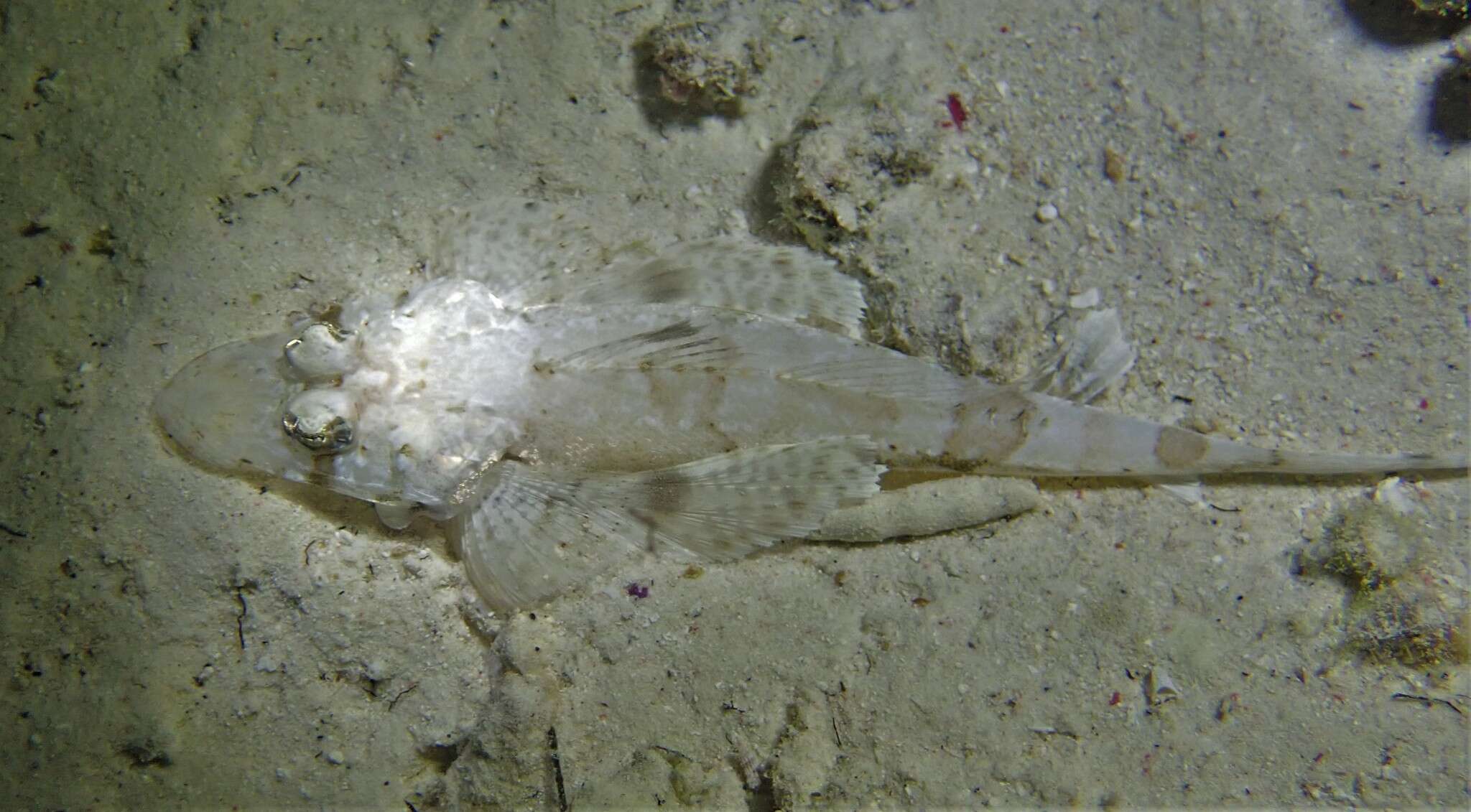 Image of Flathead