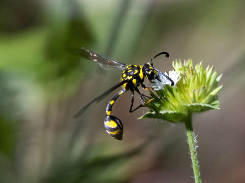 Phimenes flavopictus timorensis (Vecht 1959)的圖片