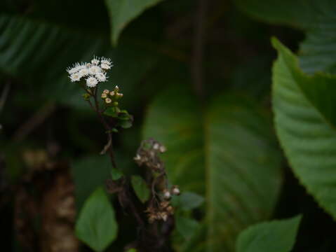 Image of sticky snakeroot