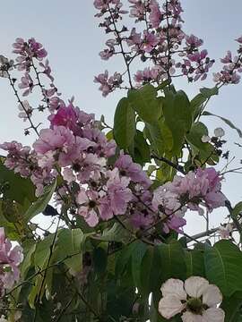 صورة Lagerstroemia speciosa (L.) Pers.