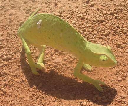 Image of Senegal Chameleon