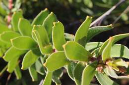 Plancia ëd Leucospermum tottum (L.) R. Br.