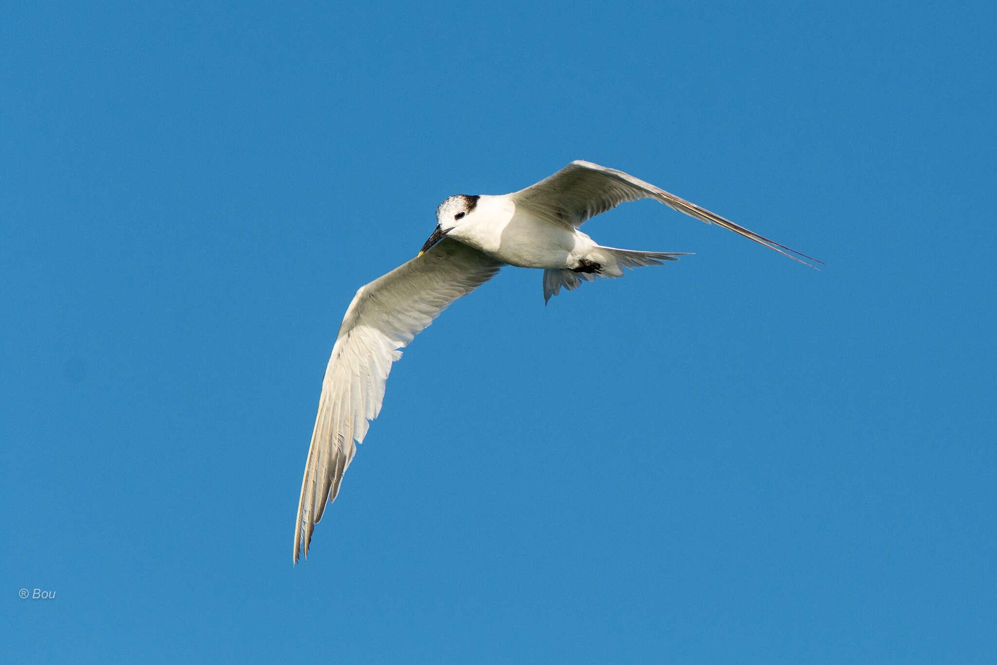 Image of Sandwich Tern