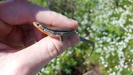 Image of Southern Prairie Skink