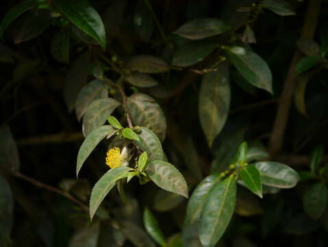 Image of Tea plant