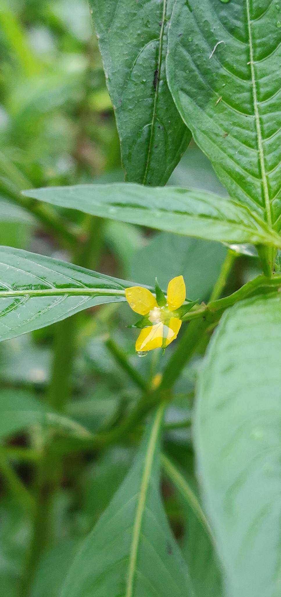 Imagem de Ludwigia perennis L.