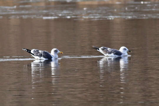 Image of Lesser Black-backed Gull