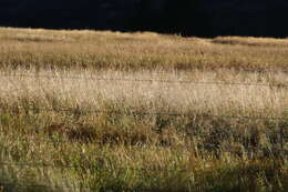 Image de Agrostis commun