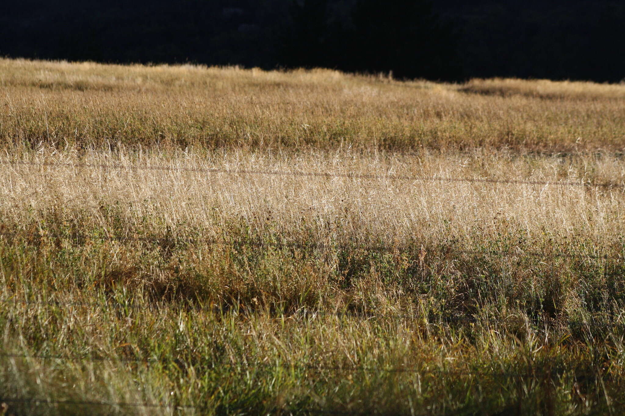 صورة Agrostis capillaris L.