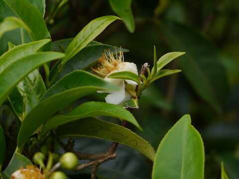 Image of Tea plant