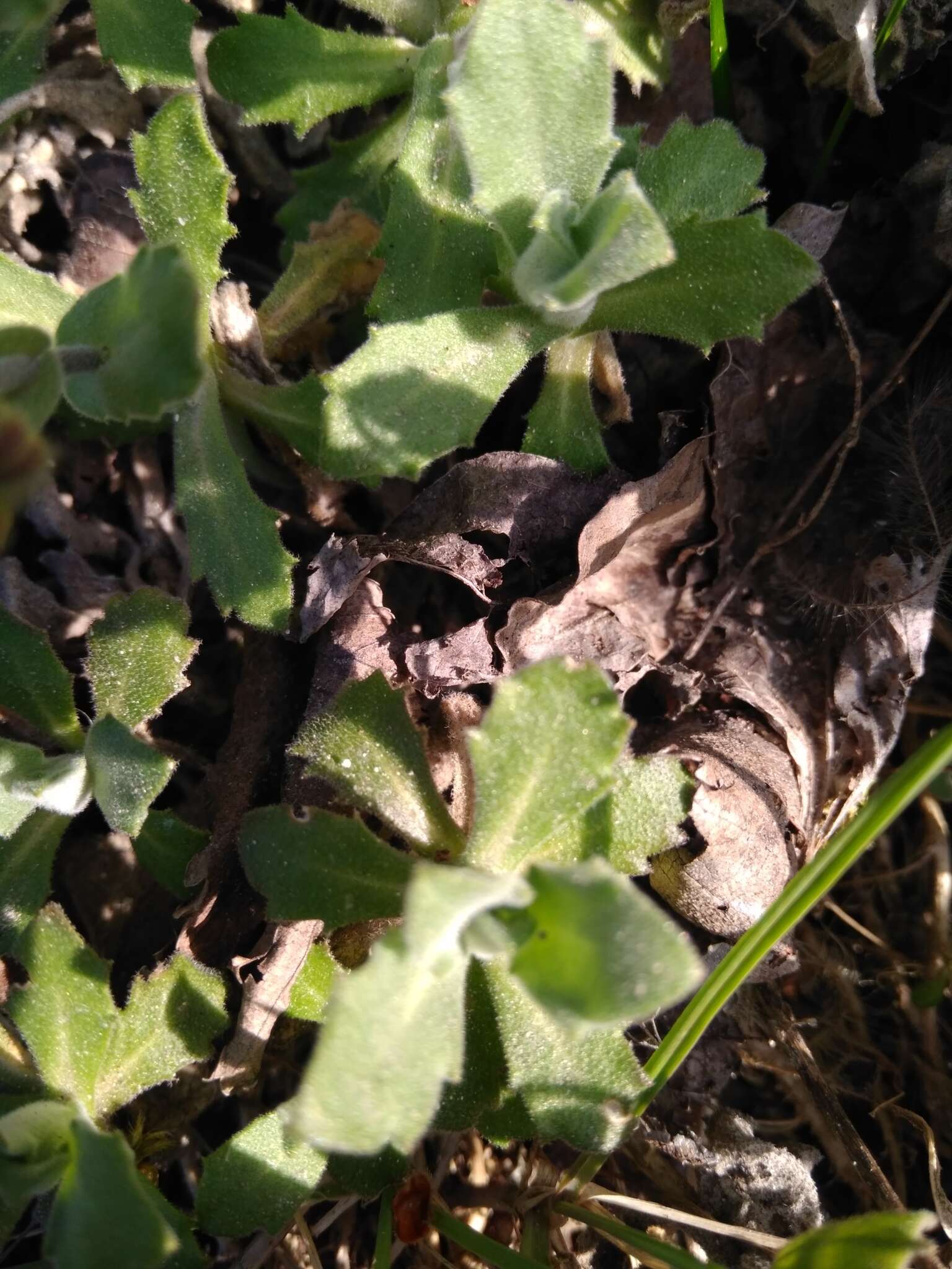 Image of Gray rockcress