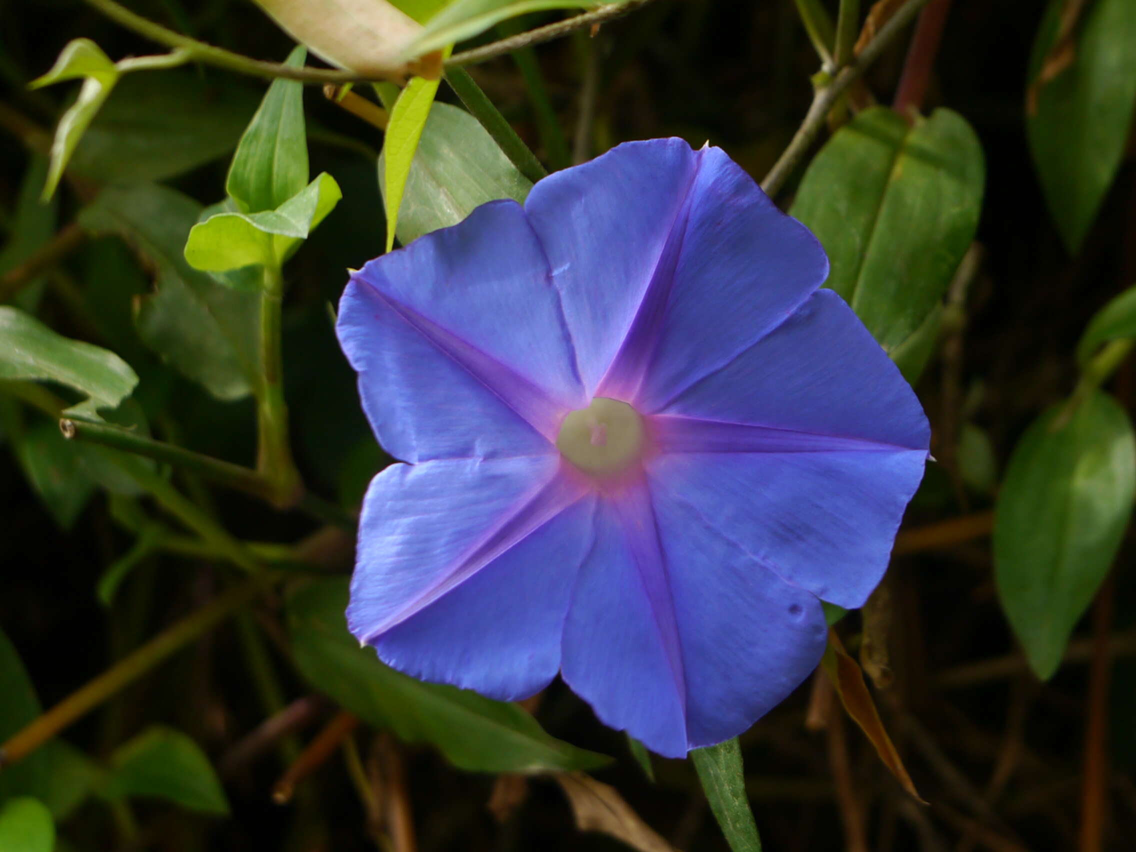 Sivun Ipomoea indica (J. Burman) Merr. kuva