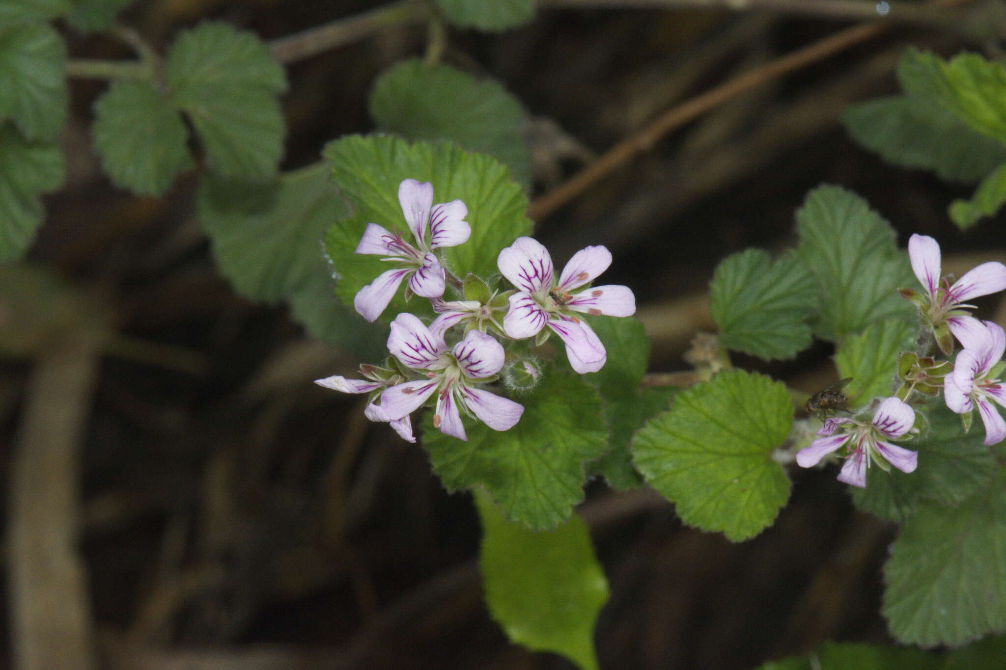 Слика од Pelargonium australe (Poir.) Jacq.