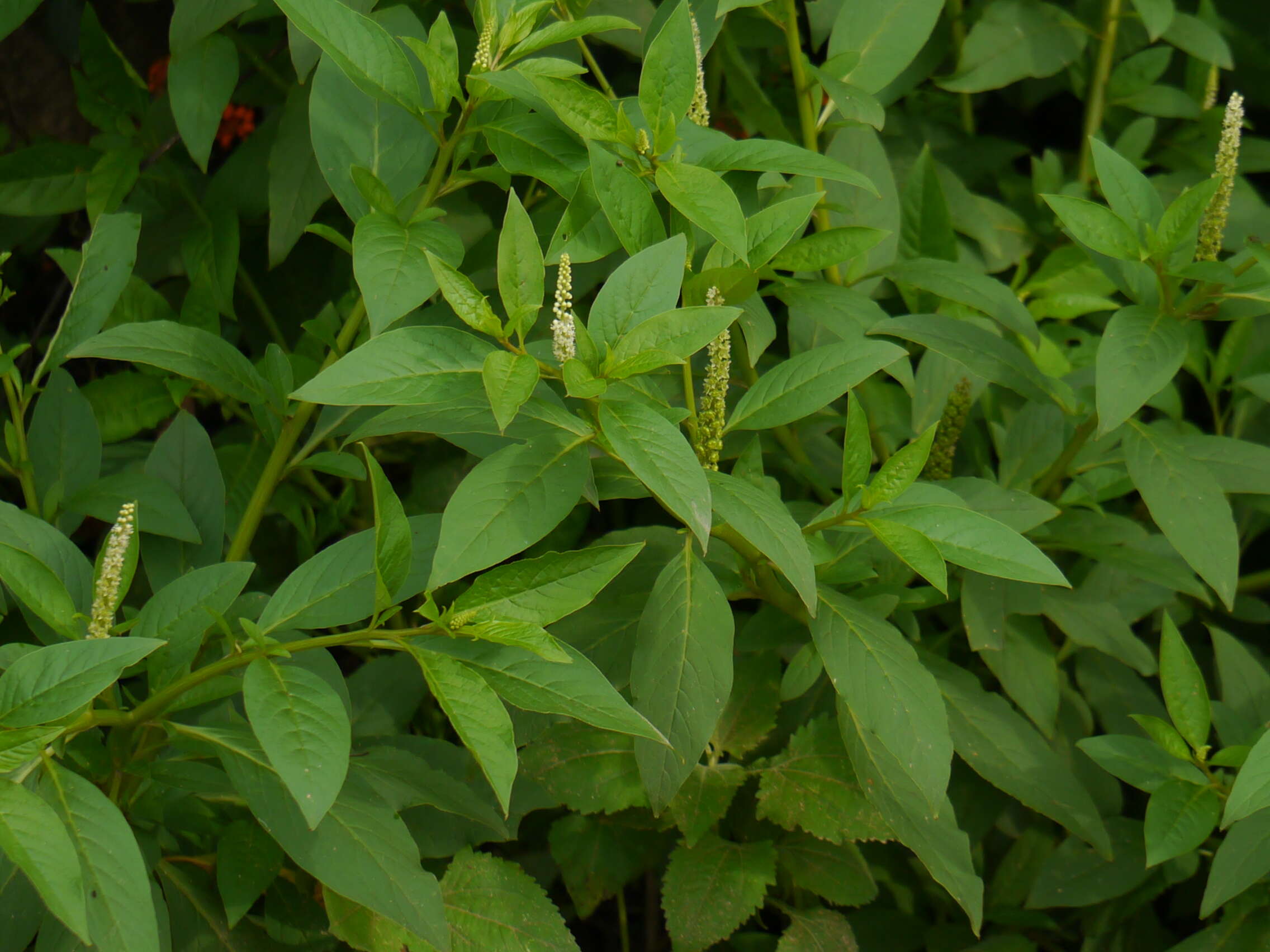 Image of tropical pokeweed