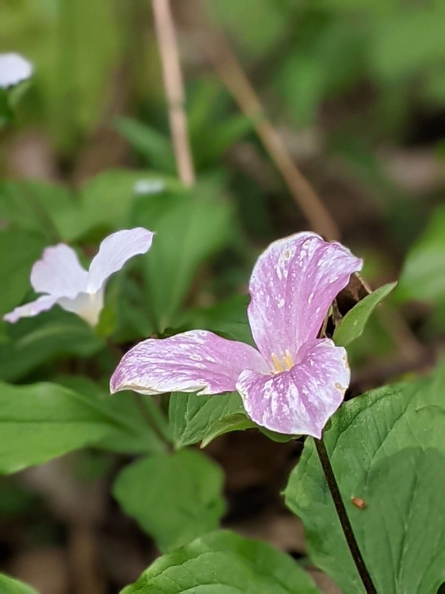 Image of <i>Trillium <i>grandiflorum</i></i> var. grandiflorum