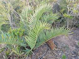 Image of Bushman's River Cycad