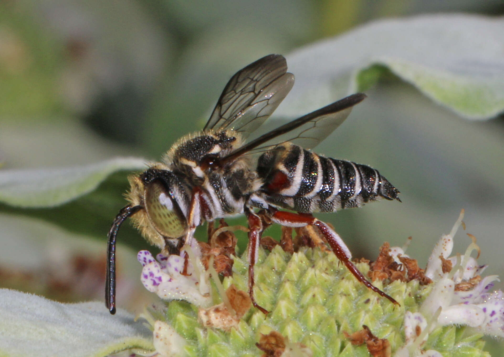 Imagem de Coelioxys germanus Cresson 1878