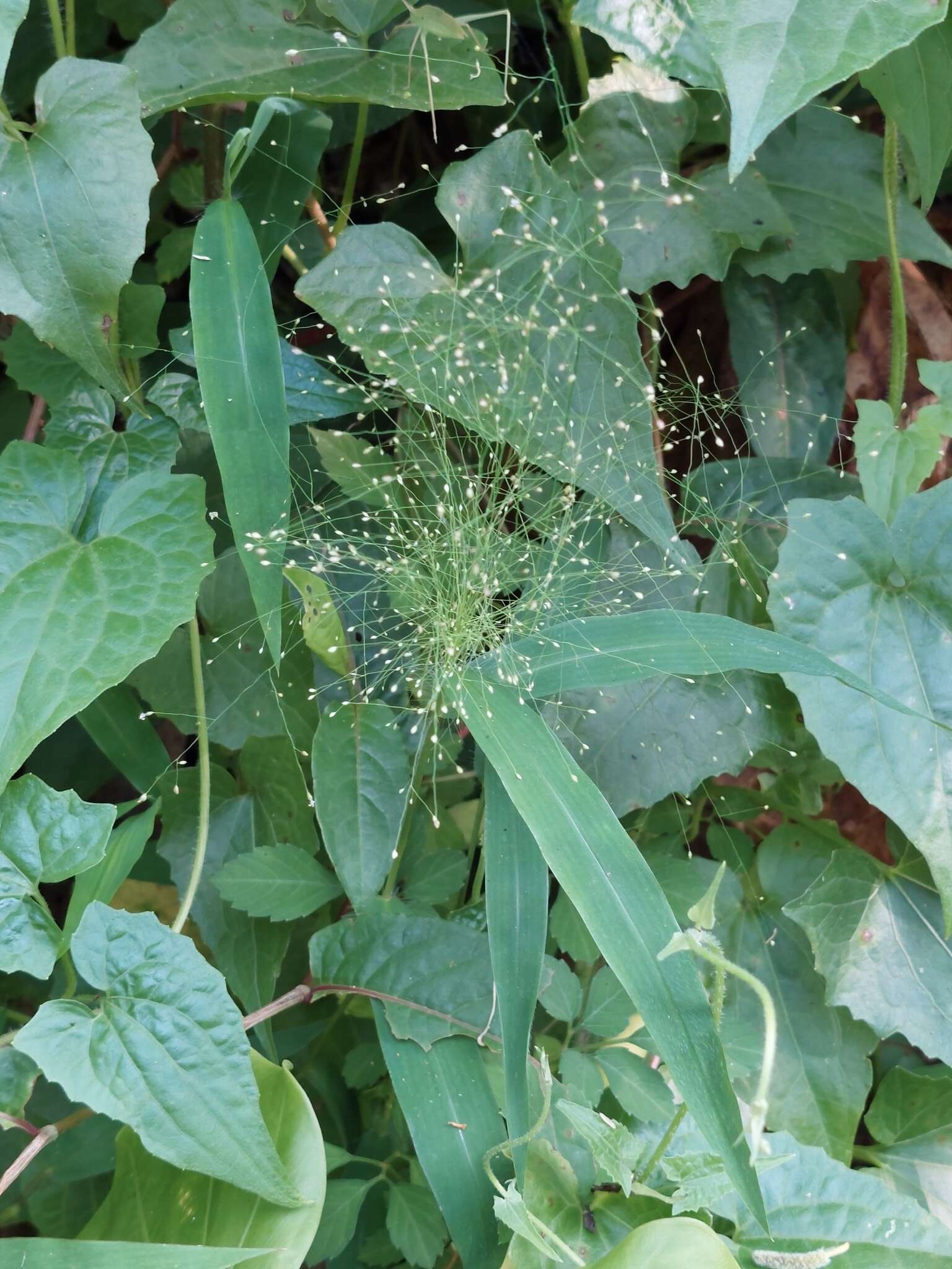 Plancia ëd Cyrtococcum patens var. latifolium (Honda) Ohwi