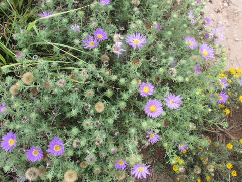 Image of tanseyleaf tansyaster